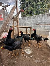 Shamo giapponesi