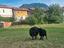 Immagine 1