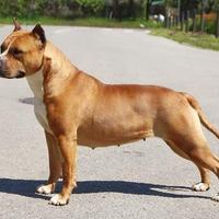 Femmina Amstaff
