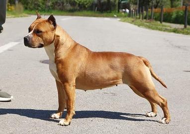 Femmina Amstaff