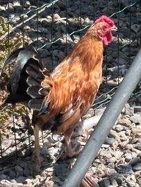 Galline americane