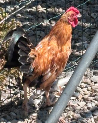 Galline americane