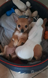 Cucciolo chihuahua maschio