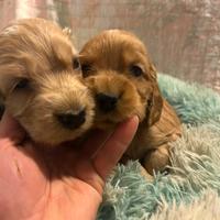 Cuccioli di cocker con pedigree