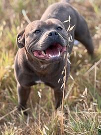 Staffordshire bull terrier