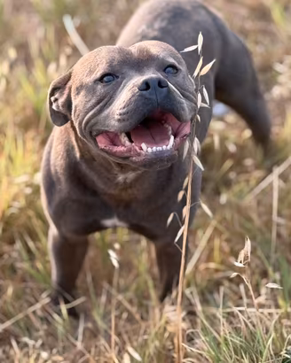 Staffordshire bull terrier