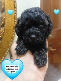 Barboncini mini toy nero