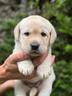 cuccioli-di-labrador-retriever
