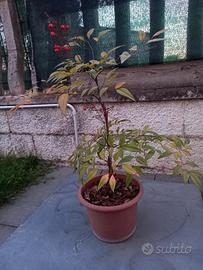 Nandina con vaso