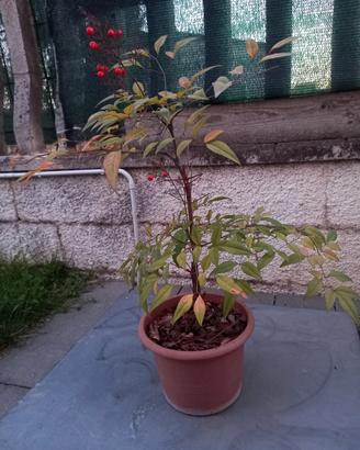 Nandina con vaso