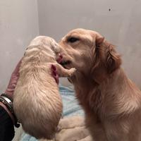 Golden Retriever Angloamericani