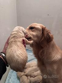 Golden Retriever Angloamericani