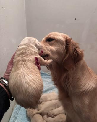 Golden Retriever Angloamericani