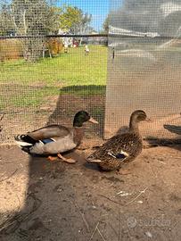 Coppie riproduttive Germani reali