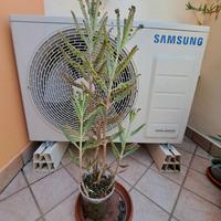 kalanchoe Dramontiana