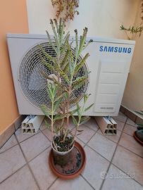 kalanchoe Dramontiana