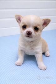 Cucciolo Chihuahua con Pedigree