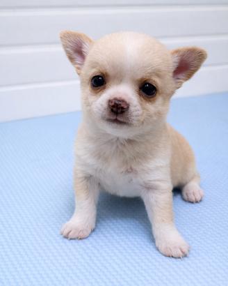 Cucciolo Chihuahua con Pedigree