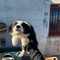 Cuccioli di border collie