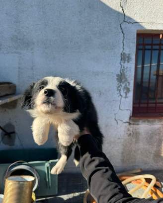 Cuccioli di border collie