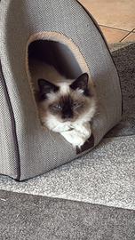 Gatto maschio sacro della Birmania
