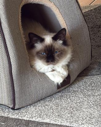 Gatto maschio sacro della Birmania