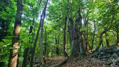 Vendita terreni agricoli