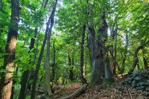 Vendita terreni agricoli