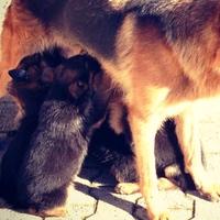 Cuccioli di pastore tedesco