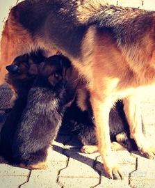 Cuccioli di pastore tedesco