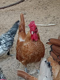 Coppia Sebright Camoscio