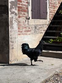 Gallo Cemani