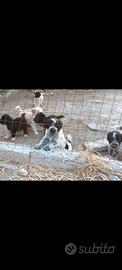 Cuccioli incrocio lLagotto