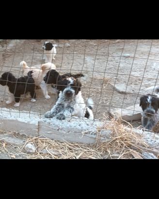 Cuccioli incrocio lLagotto