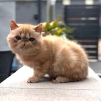 Exotic Shorthair cuccioli Mammolo