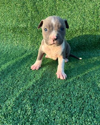 Amstaff