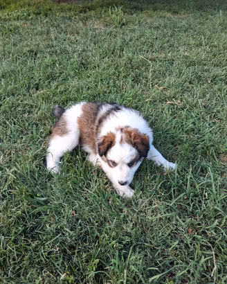 cucciola 