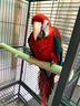 ara-rosso-ed-altri-pappagalli