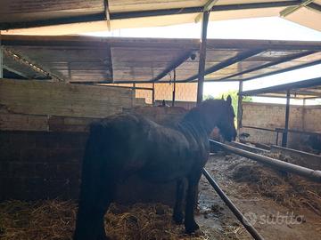 Cavallo Frisone