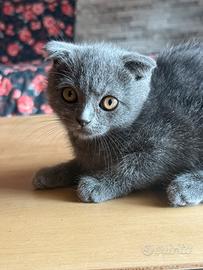 Cuccioli Scottish fold blu con occhi arancio