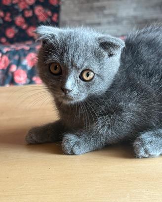 Cuccioli Scottish fold blu con occhi arancio
