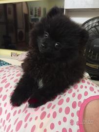 Spitz pomerania con Pedigree1800 euro