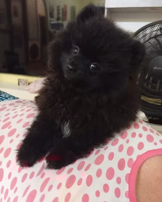 Spitz pomerania con Pedigree1800 euro