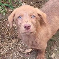 Cuccioli 3 mesi maschi e femmine