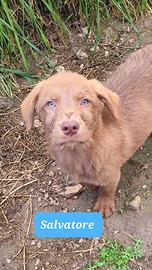 Cuccioli 3 mesi maschi e femmine