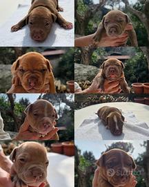 Cuccioli di pitbull terrier ukc red nose