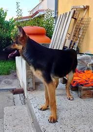 Mia, cucciola Pastore Tedesco in ADOZIONE
