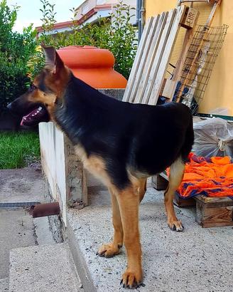 Mia, cucciola Pastore Tedesco in ADOZIONE