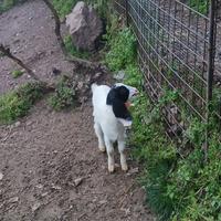 Capretti maltesi originali