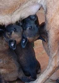 Splendidi cuccioli di Pastore Belga Malinois